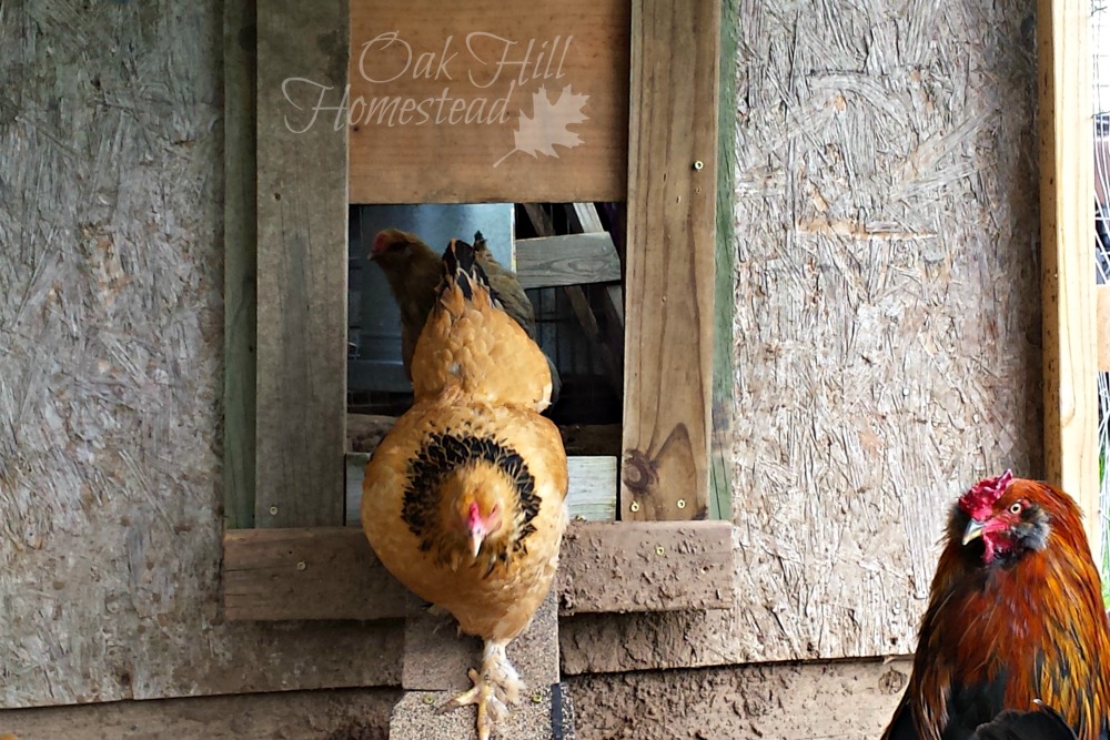 How to Build Sliding Door for Your Chicken Coop Oak Hill Homestead