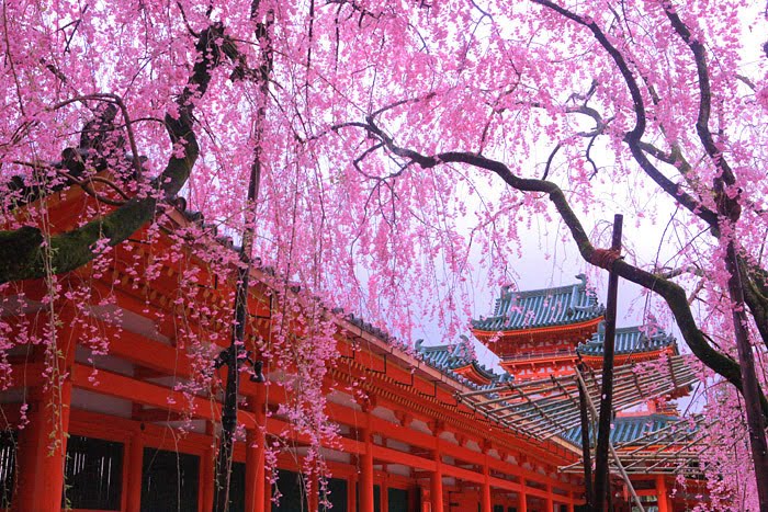 日本へgo 京桜初見 一 春定番観光
