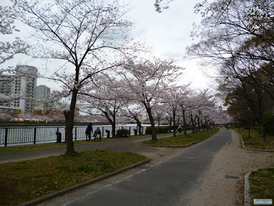 桜 桜