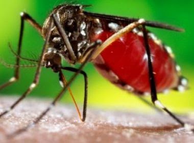 Itabuna registra dois mil casos de dengue; número configura maior surto na história do município