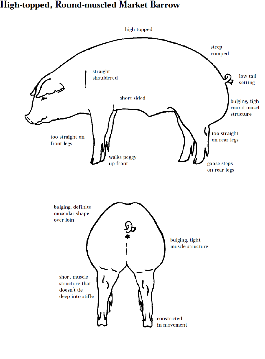 Learning to judge 4H Livestock Judging Programs How to Judge Swine