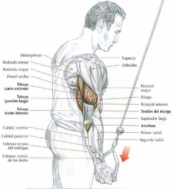 Ejercicios para Tríceps Culturismototal ejercicios