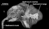 http://sciencythoughts.blogspot.co.uk/2014/11/x-ray-computed-tomography-studies-of.html