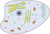 ما هي الخلية - (تعريف - انواع - اجزاء و مكونات)