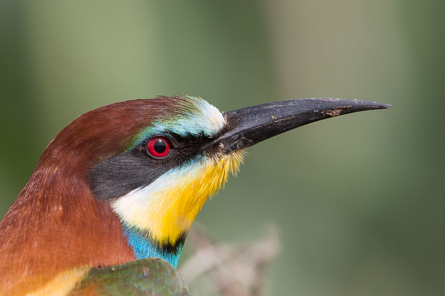 Birds of Saudi Arabia: Saudi Arabia List