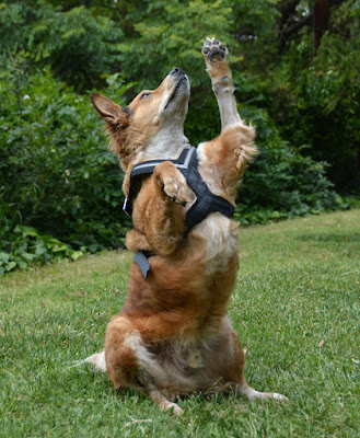 crash tested dog harness