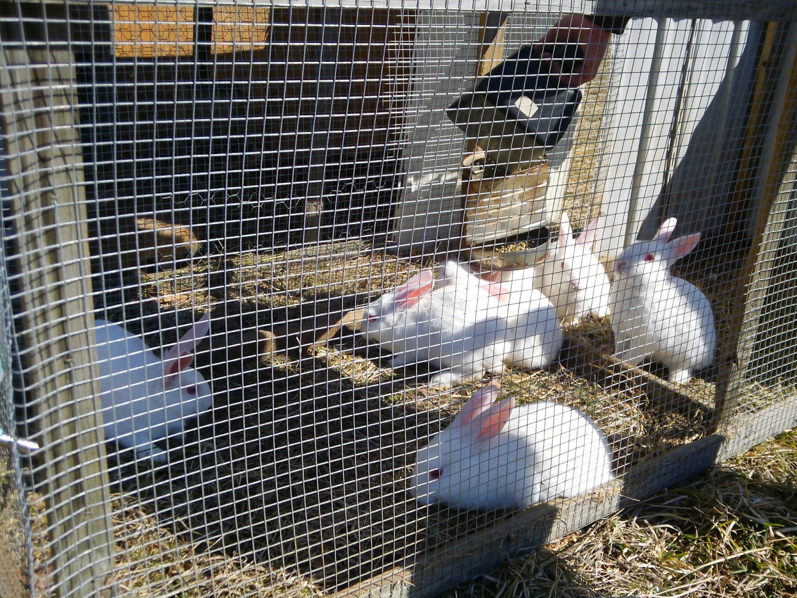 Skyview Acres Meat Rabbits 101