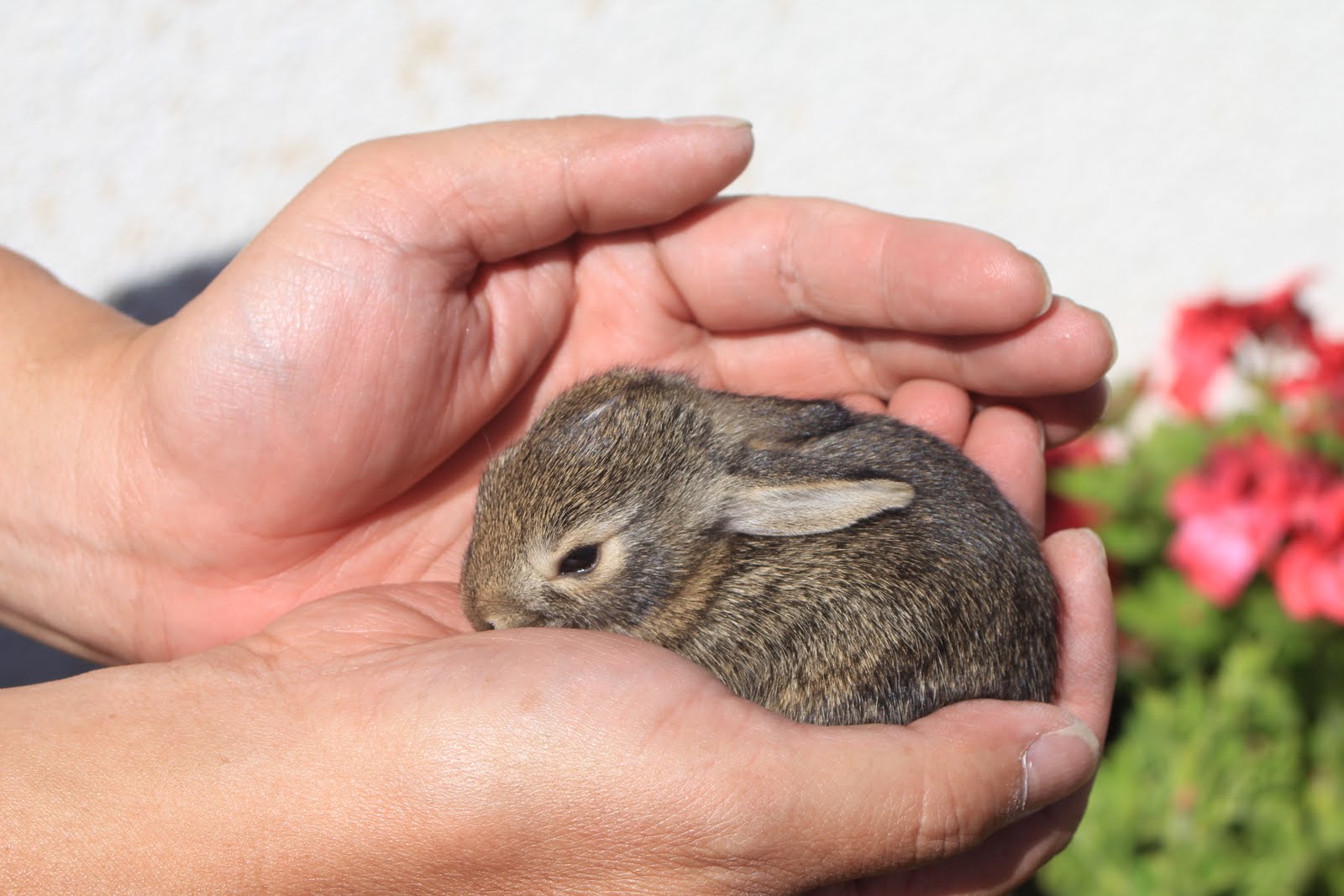Camissonia�s Corner A Requiem for Baby Bunnies (RIP!!)