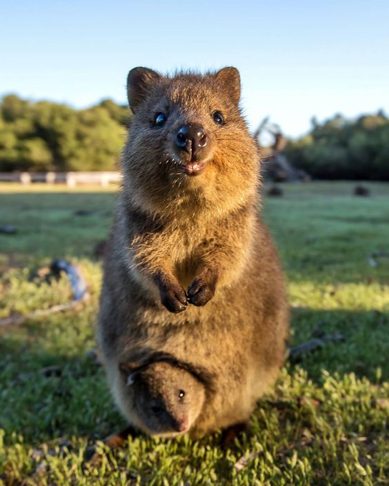 Quokka Facts, Information and Pictures by Pets Amazing Pets For You