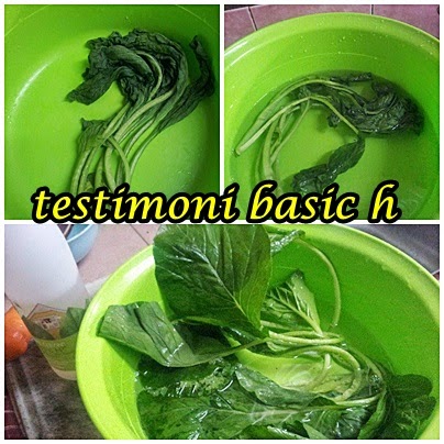 Image result for TESTIMONI BASIC h