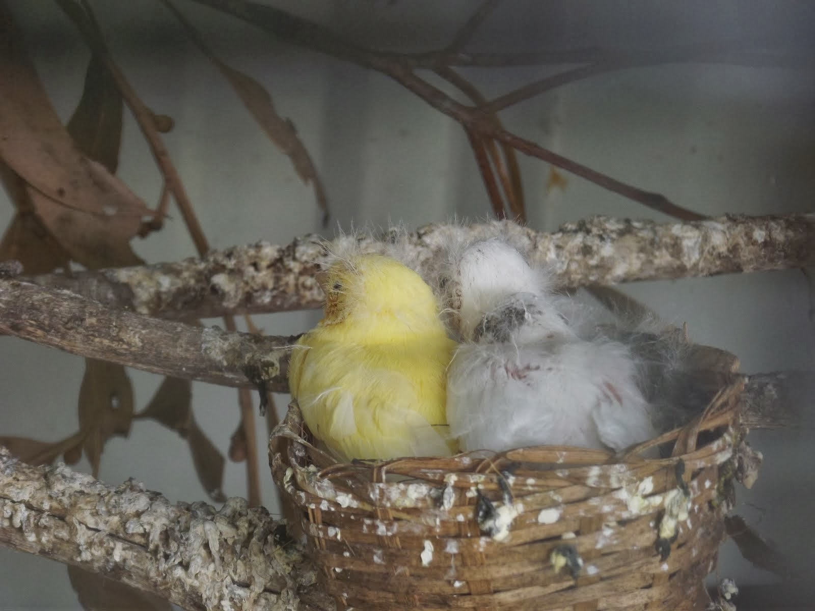 Baby Canaries