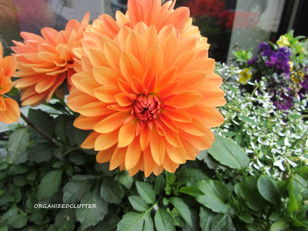 Return To The Prettiest Window Box In Town Organized Clutter