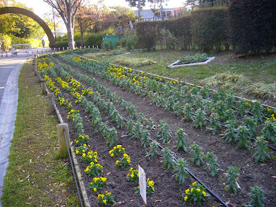 寝屋川公園の花壇