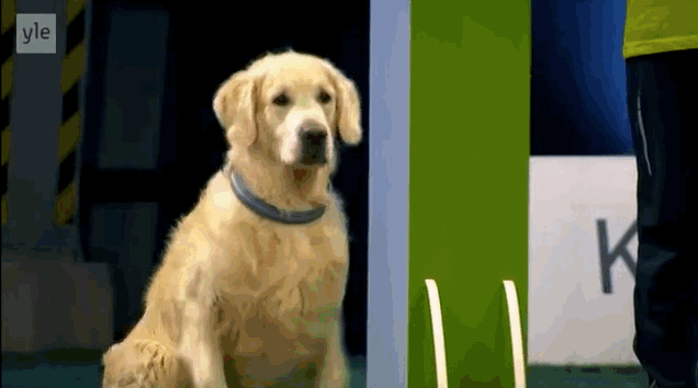 Pets%2BAbs - Female or Male: Do That Really Matter in choosing your Dog? Pets%2BAbs - Female or Male: Do That Really Matter in choosing your Dog?