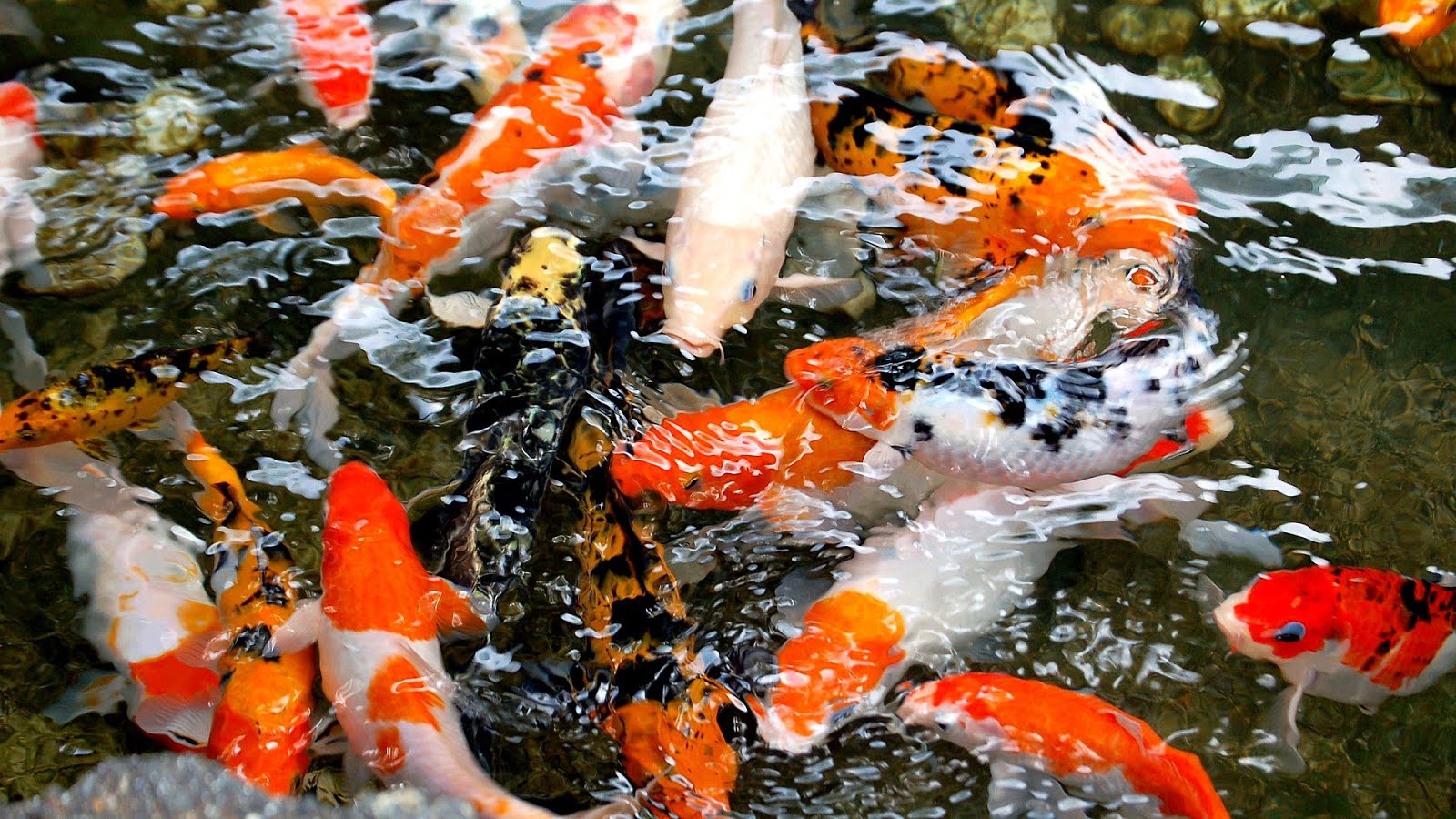 Koi Koi Fish Pet Fish Choices