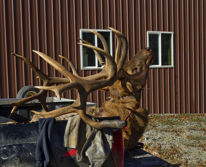 Pennsylvania Wildlife Photographer Hunt Zone Specific Elk License