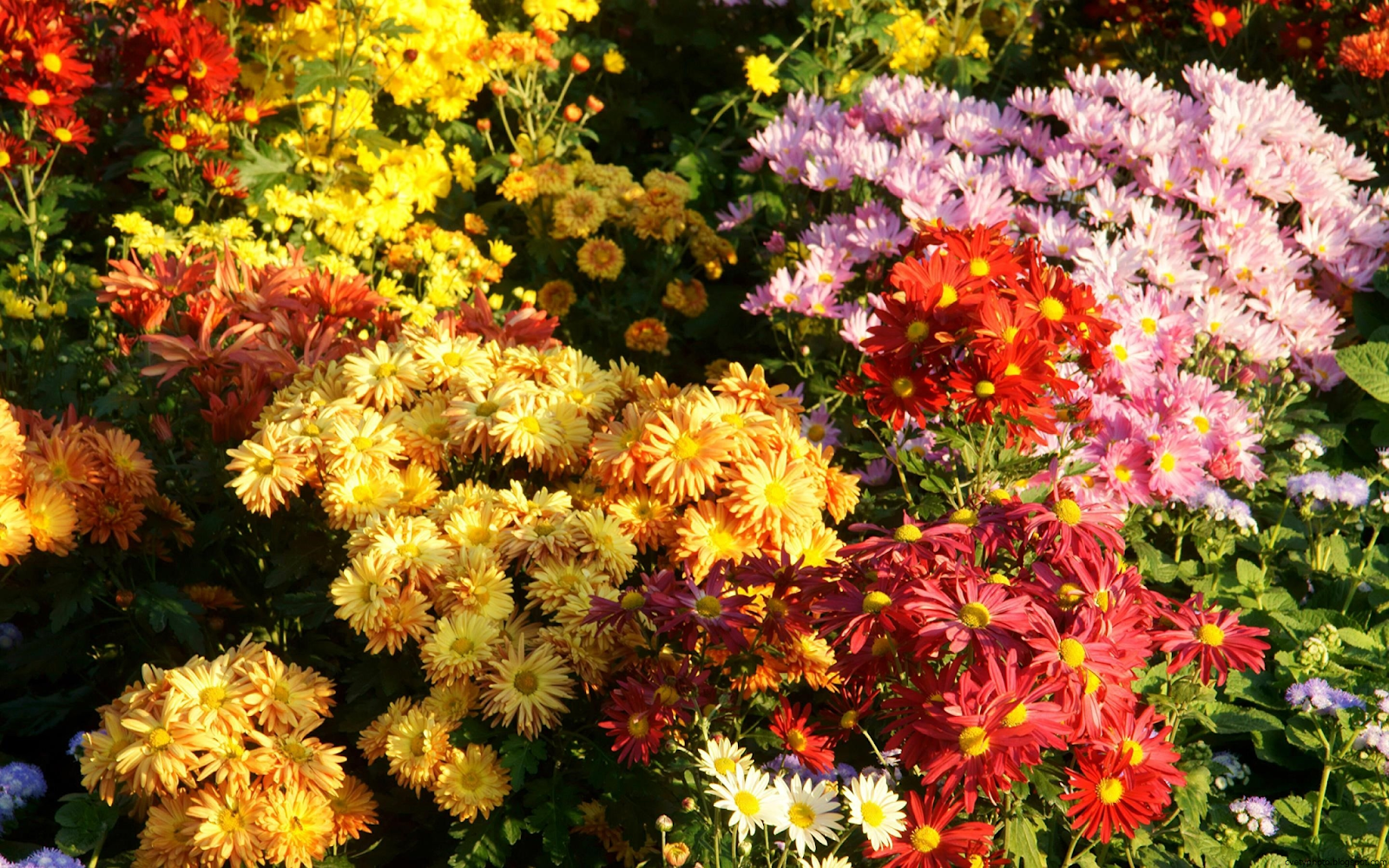 Цветы Цветущие Осенью Фото И Название