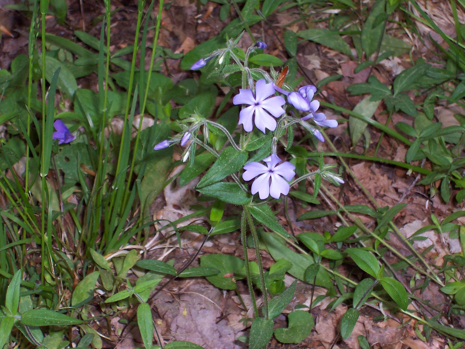 Exploring Chenango County, New York EARLY SPRING WILDFLOWERS