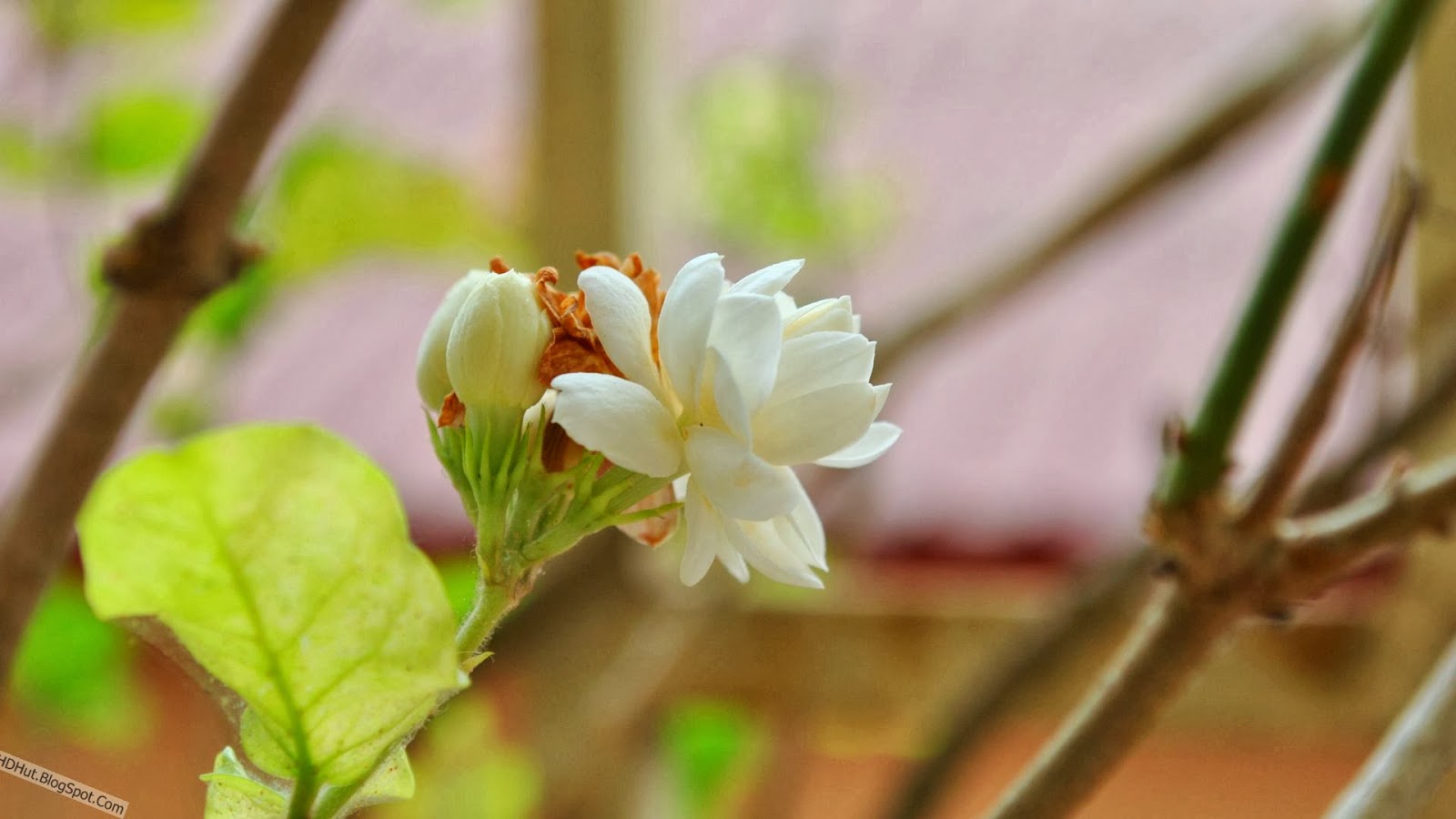 Jasmine Flower Wallpapers In HD - Wallpapers And Pictures