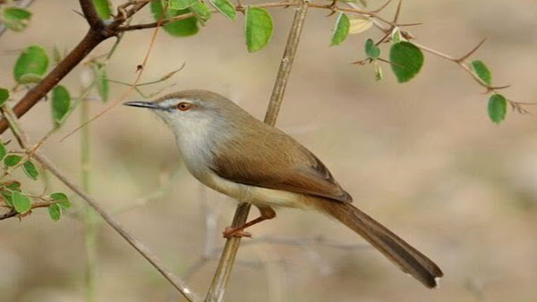 Cara Perawatan Burung Ciblek Gunung Yang Macet Bunyi