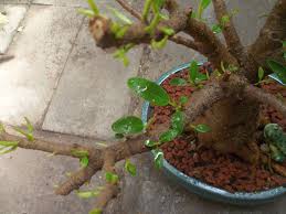 Cara Membuat Pokok Bonsai Dari Jeruk Purut