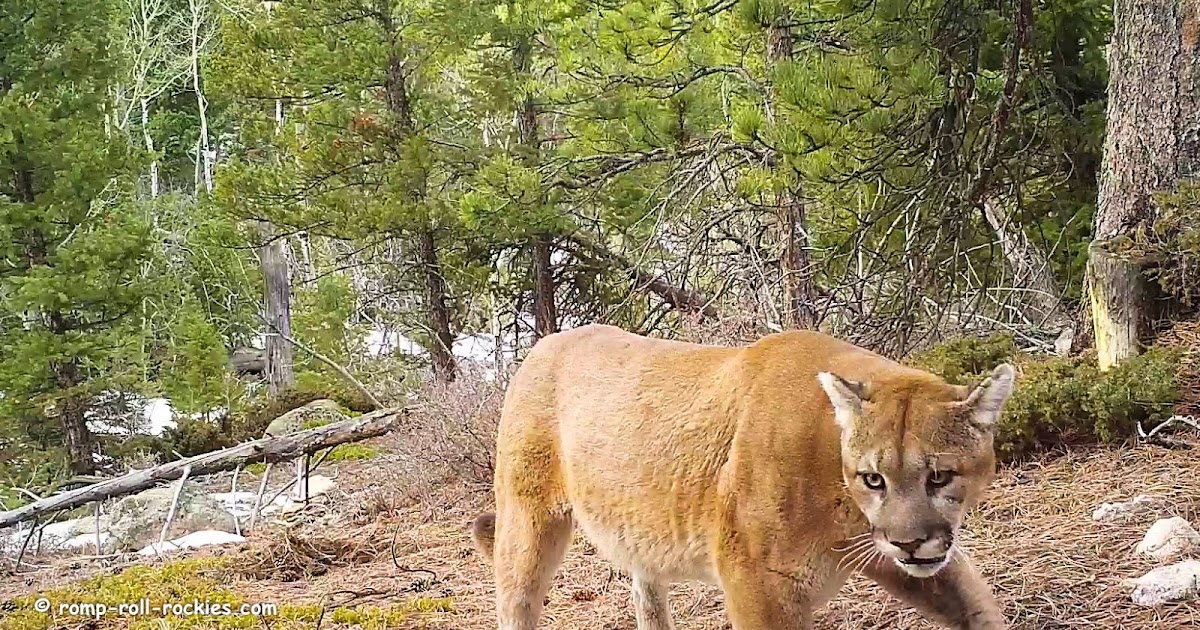 Romping and Rolling in the Rockies Mountain Lions and Bobcats Mark