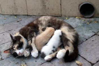 Gambar seekor kucing sedang menyusukan anaknya