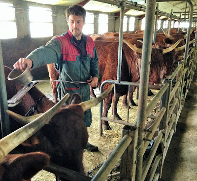 la laiterie de paris, montée en estive, vache salers, cantal, salers tradition, gaec salat, fromage, transhumance cantal, fête de l'estive allanche, blog fromage, blog fromage maison, cloche vache, faire du fromage, fabrication cantal, fabrication salers