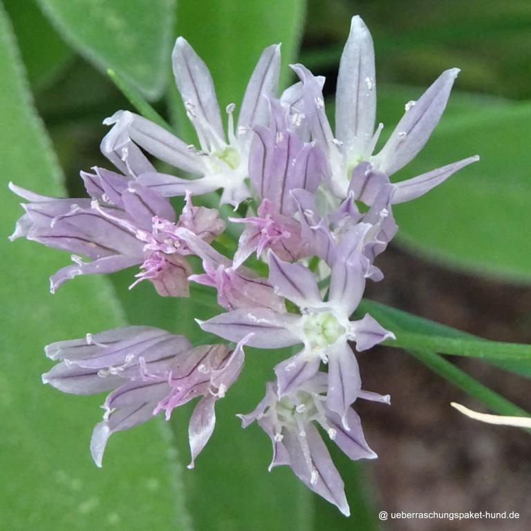 Überraschungspaket Hund ein Hundeblog der zeigt, wie unterschiedlich