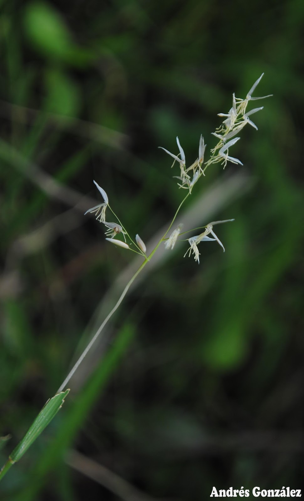 FOTOS DE FLORA NATIVA Y ADVENTICIAS DE URUGUAY Luziola peruviana. Poaceae