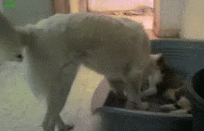 5.gif