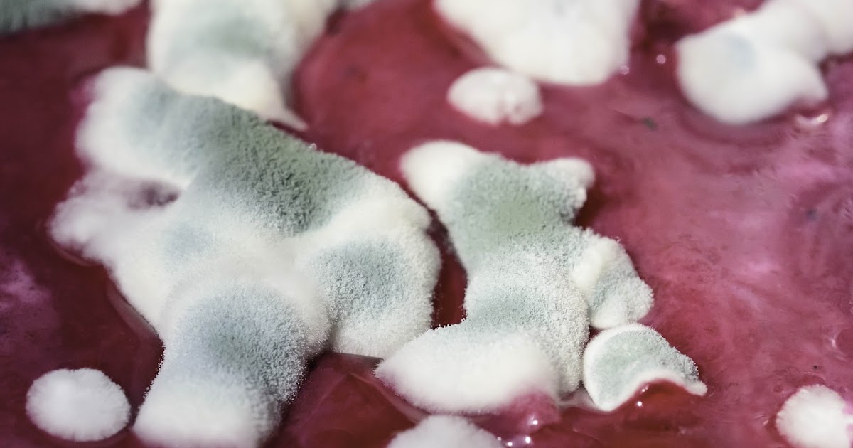 Free Technology for Teachers Soft Fruit, Mold, and Sour Milk A