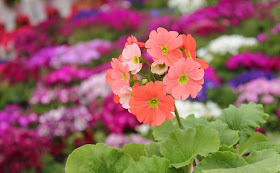 Poison Primrose