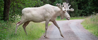 wild-animal wild-animal
