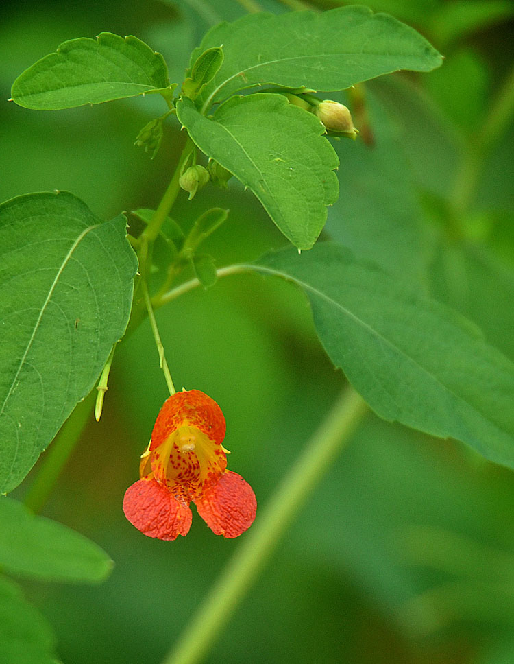 Coevolution of jewelweed and hummingbirds is much studied. The shape of the nectar spur is perfect for its principle pollinator, hummingbirds.