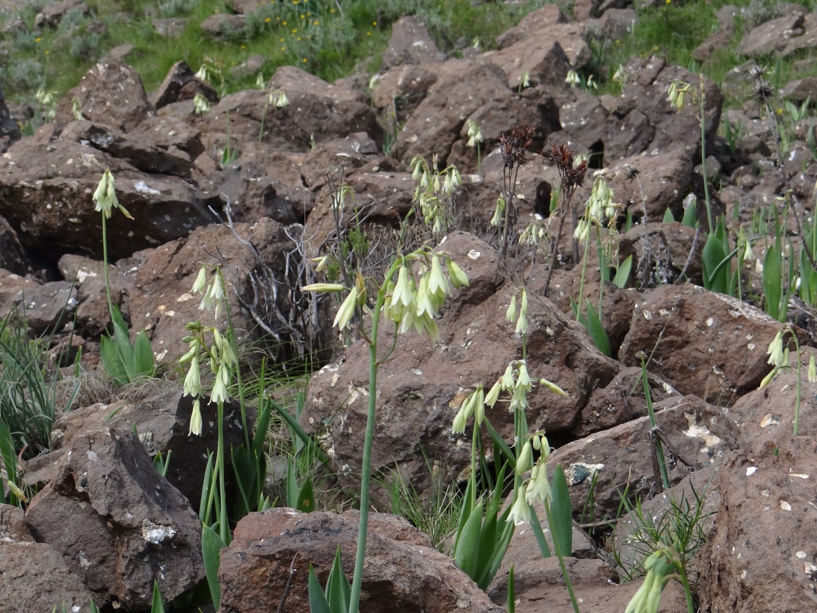 Caerulean Skies Summer Flowering South African Bulbs