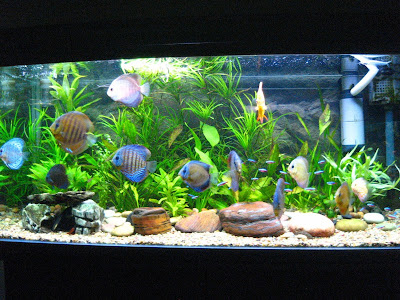 akuarium kecil