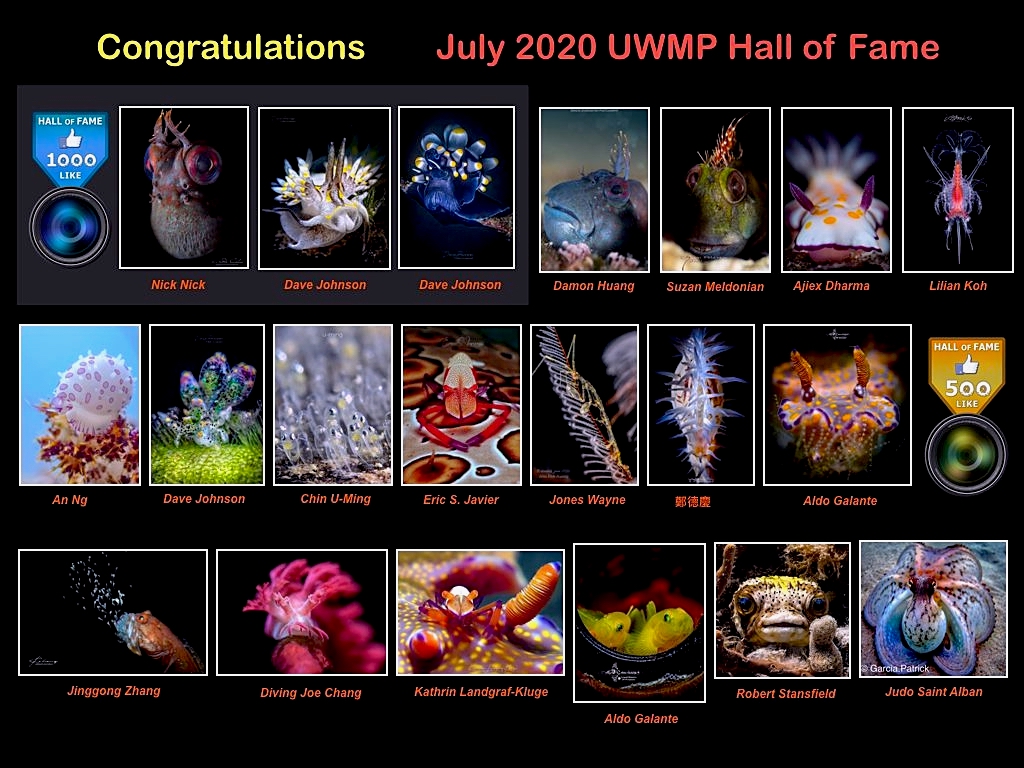 "Hall of Fame" Julio 2020