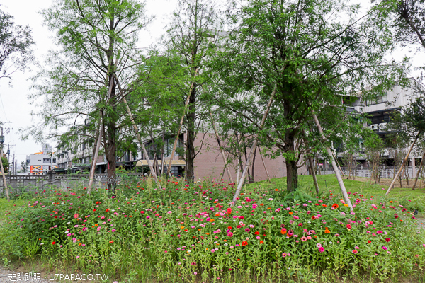 台中北屯|鉅虹建設海天橋水岸公園|百日草|落羽松|阿勃勒|美景盡收眼底 台中北屯|鉅虹建設海天橋水岸公園|百日草|落羽松|阿勃勒|美景盡收眼底