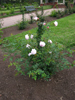 roses photo flower image uruguay rosedal prado