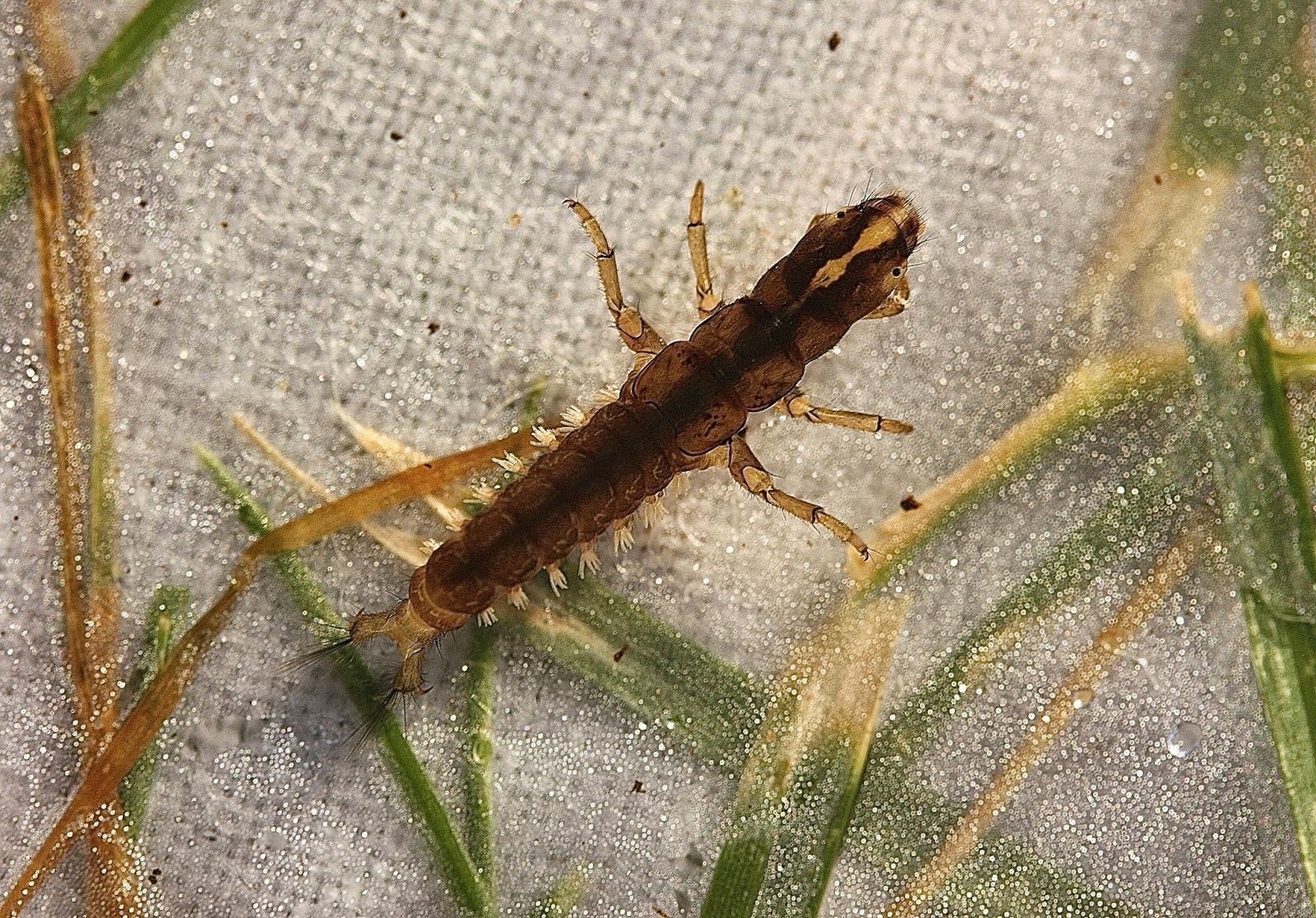 Aquatic Insects of Central Virginia: So many colorful insects: waiting ...
