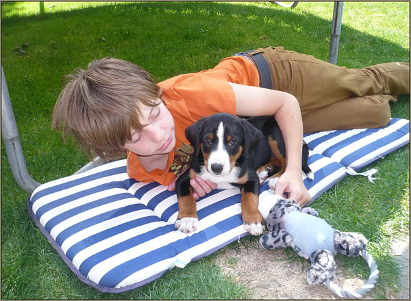 Appenzeller Sennenhund Bo Bo - Appenzeller - Sennenhund