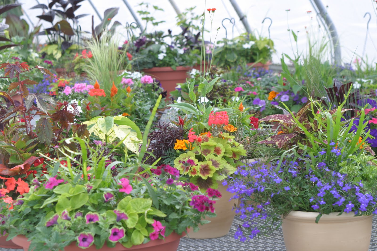 Powell Gardens� Blog Spring Plant Sale 2011