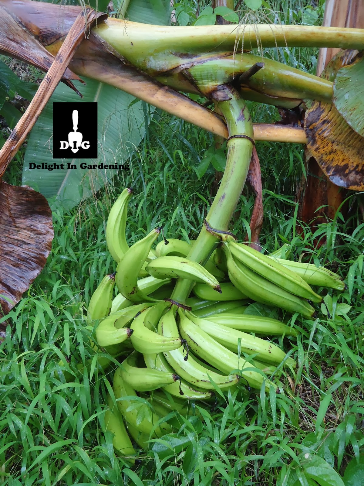 D.I.G THIS!!! Plantain Plantation