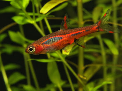 Ikan Hias Aquarium Mini Ikan Hias Aquarium Mini