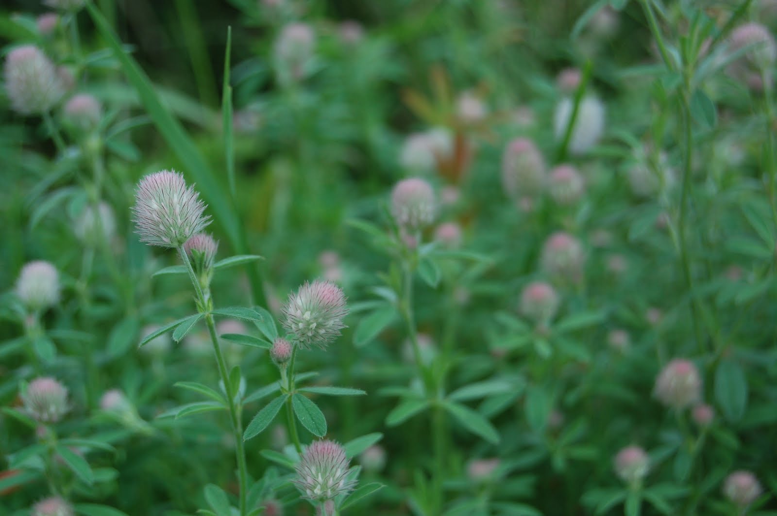 Sprouts Maine Wildflowers Along the Roadside in July