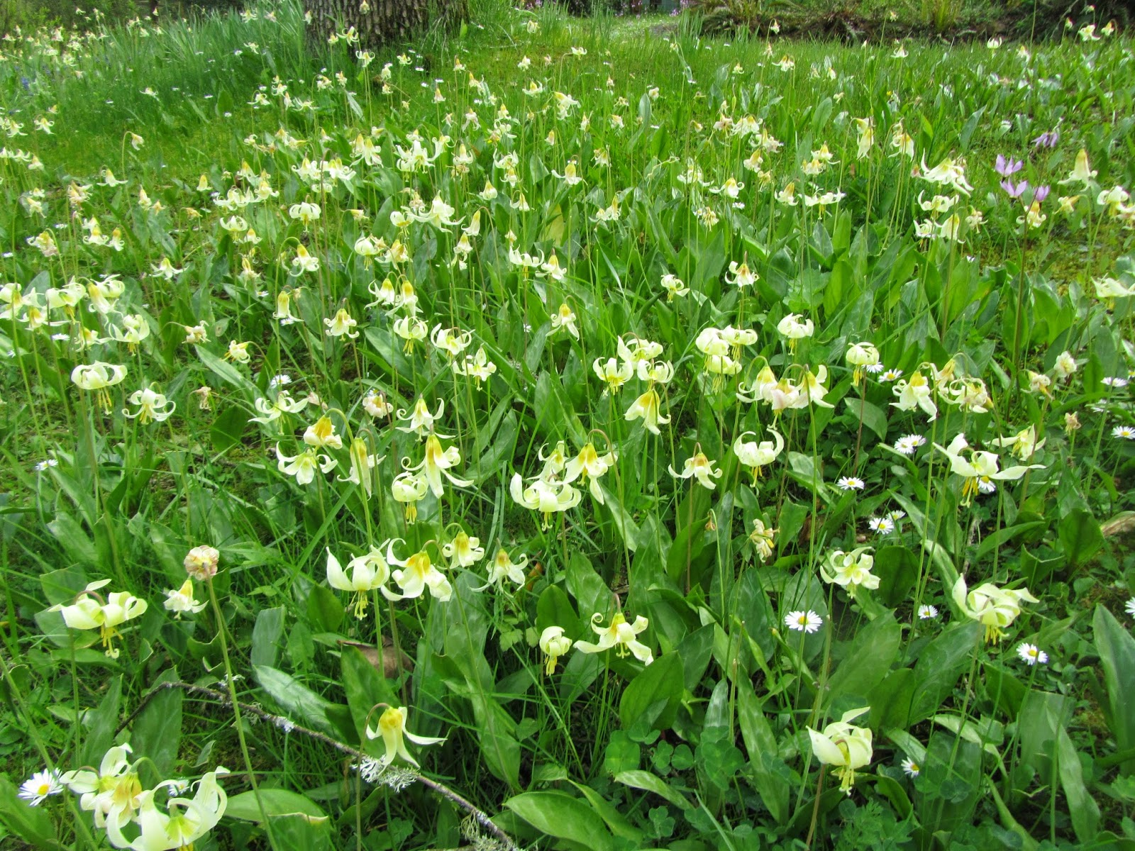 48+ Lambs Tongue Plant Images Plant Phrase