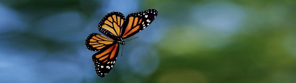 Are your Customers Barnacles or Butterflies?