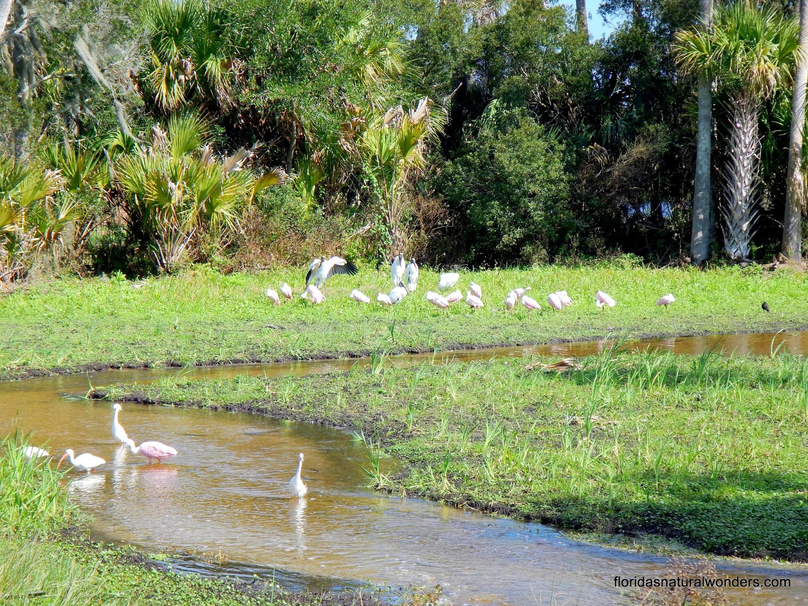 The Florida Bucket List for Nature Lovers: Orlando's Best Kept Secret