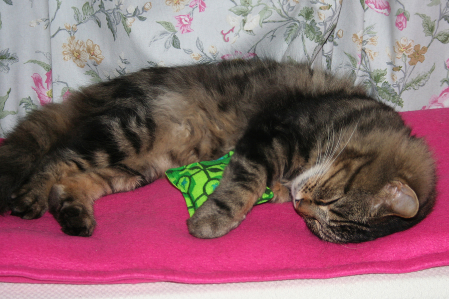 Make a Catnip Toy for Charity - Happy cat asleep with his cat nip toy